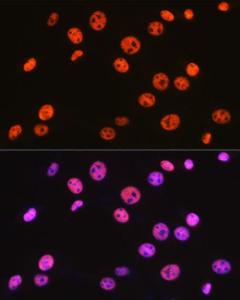 Immunofluorescence analysis of NIH-3T3 cells using Anti-BAF57/SMARCE1 Antibody [ARC0839] (A308713) at a dilution of 1:100 (40x lens) DAPI was used to stain the cell nuclei (blue)