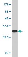 Anti-CAMLG Mouse Monoclonal Antibody [clone: 3F12]