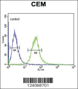 Anti-MCM6 Rabbit Polyclonal Antibody