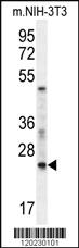 Anti-RAN Rabbit Polyclonal Antibody