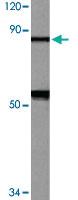 Anti-STAT1 Rabbit Polyclonal Antibody