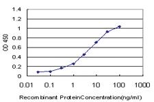 Anti-HMGB2 Mouse Monoclonal Antibody [clone: 3C7]