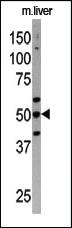 Anti-ATG4C Rabbit Polyclonal Antibody