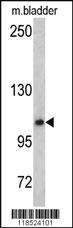 Anti-OGT Rabbit Polyclonal Antibody