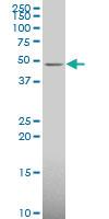 Anti-ETNK1 Mouse Polyclonal Antibody