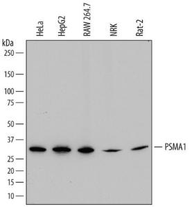 Anti-PSMA1 Mouse Monoclonal Antibody [clone: 785019]