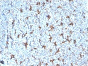 Immunohistochemical analysis of formalin-fixed, paraffin-embedded human tonsil using Anti-CD68 Antibody [rLAMP4/824]