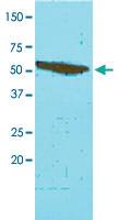 Anti-FKBP4 Mouse Monoclonal Antibody [clone: AT4D3]