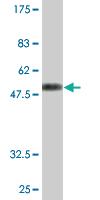 Anti-MS4A6A Mouse Monoclonal Antibody [clone: 2D12]