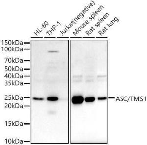 Western blot analysis of variou