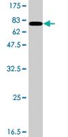 Anti-NUF2 Mouse Polyclonal Antibody