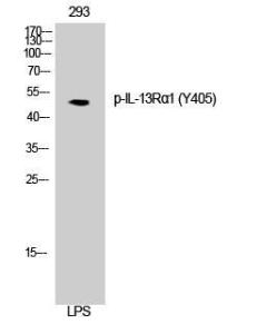 Western blot analysis of 3T3 cells using Anti-IL-13R alpha1 (phospho Tyr405) Antibody