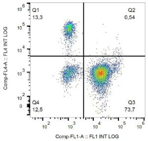 Flow cytometric analysis of human lymphocytes from human peripheral blood stained with Anti-CD16 Antibody [3G8] (PerCP-Cyanine 55) (FL4) and Anti-CD3 Antibody [UCHT1] (FITC) (FL1)