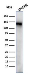 Western blot analysis of human spleen tissue lysate using Anti-CD68 Antibody [rLAMP4/824]