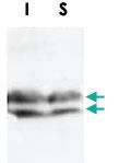 Anti-NFYA Rabbit Polyclonal Antibody