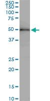 Anti-ZNF622 Mouse Monoclonal Antibody [clone: 4G6]