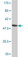 Anti-RPS5 Mouse Monoclonal Antibody [clone: 3A5]