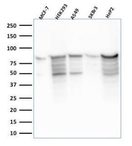 Western blot analysis of MCF-7, HEK-293, A549, SK-BR-3, and HeP2 cell lysates using Anti-MCM7 Antibody [MCM7/2756R]