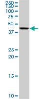 Anti-ETNK1 Mouse Polyclonal Antibody