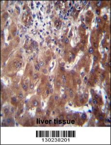 Anti-SCLT1 Rabbit Polyclonal Antibody (HRP (Horseradish Peroxidase))