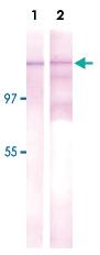 Anti-NUP153 Rat Monoclonal Antibody [clone: R4C8]