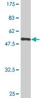 Anti-FCER2 Mouse Monoclonal Antibody [clone: S51]