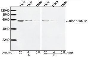 Anti-TUBA Mouse Monoclonal Antibody