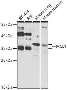 Western blot analysis of extracts of various cell lines, using Anti-MCL1 Antibody (A11132) at 1:1,000 dilution