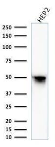 Western blot analysis of Hep2 cell lysate using Anti-Vimentin Antibody [VM1170]