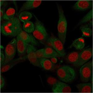 Immunofluorescent analysis of U87MG cells stained with Anti-CD68 Antibody [rLAMP4/824] followed by Goat Anti-Mouse IgG (CF&#174; 488) (Green). Nuclei are stained with RedDot