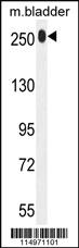 Anti-JMJD6 Rabbit Polyclonal Antibody