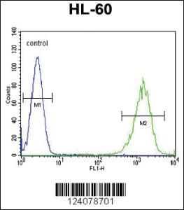 Anti-LFNG Rabbit Polyclonal Antibody