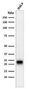 Western blot analysis of HeLa cell lysate using Anti-Ferritin Heavy Chain Antibody [FTH/2082]