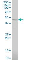 Anti-LRRC2 Mouse Polyclonal Antibody