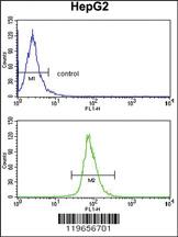 Anti-TTR Rabbit Polyclonal Antibody