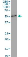 Anti-ZNF622 Mouse Monoclonal Antibody [clone: 4G6]