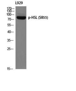 Western blot analysis of L929 using Anti-HSL (phospho Ser855 + Ser554) Antibody