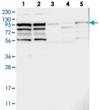 Anti-KIAA1522 Rabbit Polyclonal Antibody