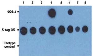 Anti-PRKACA Mouse Monoclonal Antibody [clone: 6D2.1]