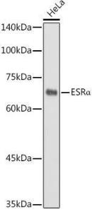 Western blot analysis of extracts of HeLa cells, using Anti-Estrogen Receptor alpha Antibody (A11135) at 1:500 dilution The secondary antibody was Goat Anti-Rabbit IgG H&L Antibody (HRP) at 1:10,000 dilution Lysates/proteins were present at 25 µg per lane