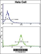 Anti-CCL2 Rabbit Polyclonal Antibody