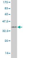 Anti-SYN1 Mouse Monoclonal Antibody [clone: 3F12]