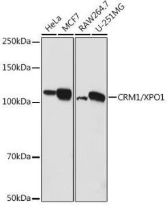 Anti-CRM1 Rabbit Polyclonal Antibody