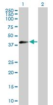 Anti-EIF3G Mouse Polyclonal Antibody