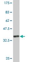 Anti-ZNF287 Mouse Monoclonal Antibody [clone: 1A2]