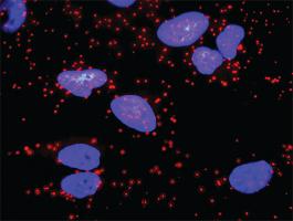 Anti-CD247 + CD3E Antibody Pair