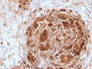 Immunohistochemical analysis of formalin-fixed, paraffin-embedded human pancreas using Anti-Ferritin Heavy Chain Antibody [FTH/2082]