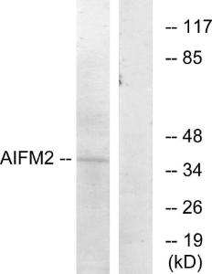 Western blot analysis of lysates from COS7 cells using Anti-AIFM2 Antibody. The right hand lane represents a negative control, where the antibody is blocked by the immunising peptide