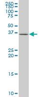 Anti-EIF3H Mouse Monoclonal Antibody [clone: 3B12]