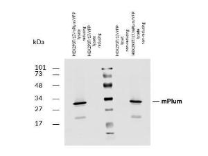 Anti-mPlum Rabbit Polyclonal Antibody